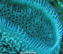 Mouth of a vase sponge; interesting membrane around the o... by Mark Reasor 